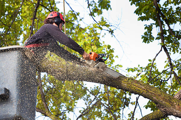 Professional Tree Service in Donalsonville, GA